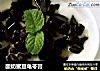 酸奶蜜豆龟苓膏的做法
