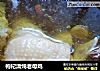 枸杞清炖老母鸡的做法