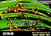 白灼秋葵的做法