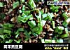 肉末蒸豆腐的做法