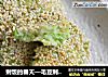 剩饭的春天—毛豆剩饭煎饼的做法
