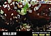酱焖土豆球的做法