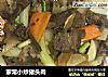 家常小炒猪头肉的做法