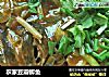 农家豆瓣鲫鱼的做法