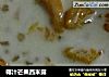 椰汁芒果西米露的做法