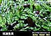 蚝油生菜的做法