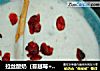 拉丝酸奶（蔓越莓+蓝莓果酱）的做法