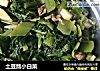 土豆熬小白菜的做法