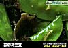 蒜蓉荷兰豆的做法