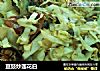 豆豉炒莲花白的做法