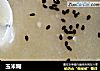 玉米糊的做法