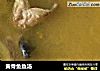 黄骨鱼鱼汤的做法