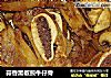 蒜香黑椒煎牛仔骨的做法