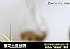 葱花土豆丝饼的做法