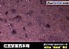 红豆紫薯西米糊的做法