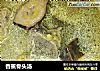 香蕉骨头汤的做法