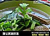 蒲公英猪肝汤的做法