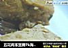 五花肉冻豆腐Pk海南灯笼椒的做法