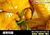 咸香鸡翅的做法