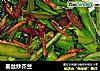 姜丝炒芥兰的做法