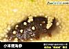 小米煨海参的做法
