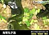 海带丸子汤的做法