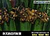 秋天的白灼秋葵的做法