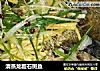 清蒸龙胆石斑鱼的做法