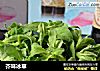 芥味冰草的做法