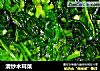 清炒木耳菜的做法