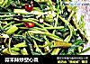 蒜末辣炒空心菜的做法