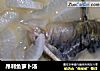 昂刺鱼萝卜汤的做法