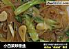 小白菜炒粉丝的做法