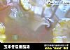 玉米冬瓜番茄汤的做法