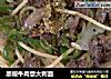 黑椒牛肉意大利面的做法