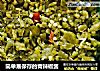 简单易保存的青辣椒酱的做法