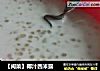 【闽菜】椰汁西米露的做法