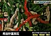 肉丝炒韭菜花的做法