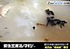鲫鱼豆腐汤/孕妇/儿童营养餐食谱的做法