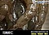 巧剥虾仁的做法