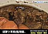 胡萝卜羊肉(电炖锅版)的做法