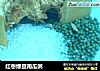 红枣绿豆南瓜粥的做法