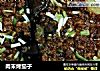 肉末烤茄子的做法