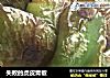 失败的虎皮青椒的做法