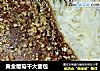 黄金葡萄干大面包的做法