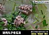 猪肉丸子冬瓜汤的做法