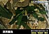 清蒸鳊鱼的做法