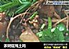茶树菇炖土鸡的做法