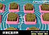 抹茶红豆月饼的做法