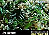 小白菜炒饭的做法